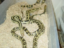 lineaticollis