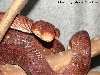 red female amazon