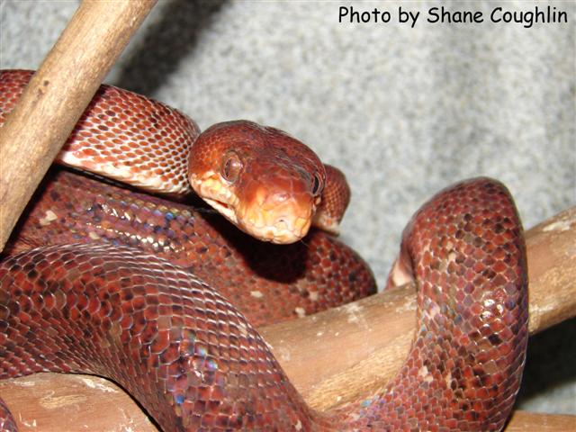 red female amazon