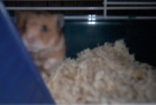 Carlos my hamster!