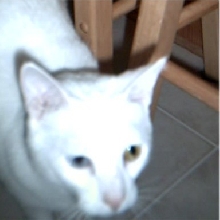Snowball my other cat, she's a odd-eyed kitty!