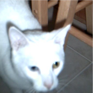 Snowball my other cat, she's a odd-eyed kitty!