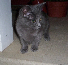 Smokey Kitten