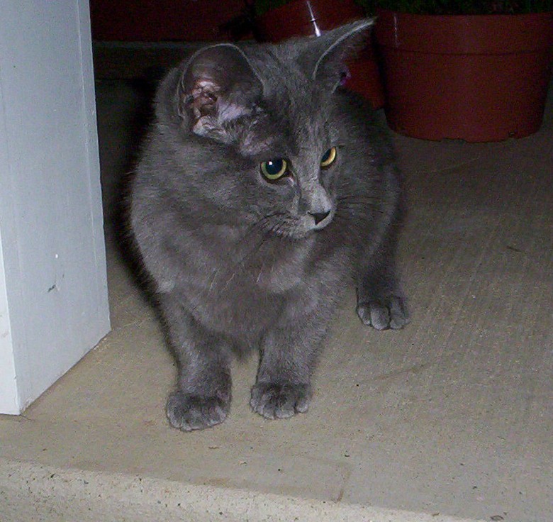 Smokey Kitten