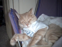 This is my polydactyl kitty named Sandy!