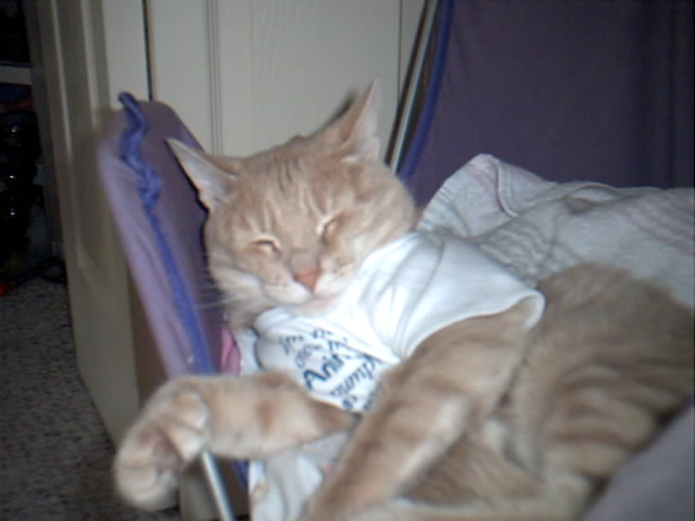 This is my polydactyl kitty named Sandy!