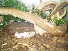 hide/trunk/tank
