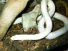 Albino Cali King