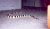 Jynx crawling