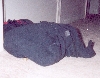Jynx poking head out