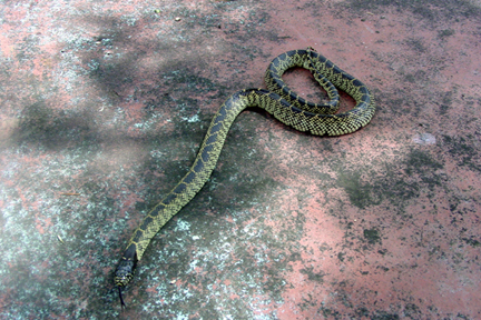 west tx splendida