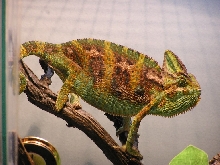Collbii