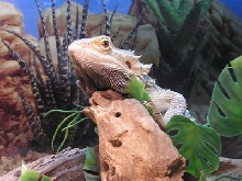 Bearded Dragon