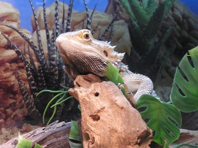 Bearded Dragon