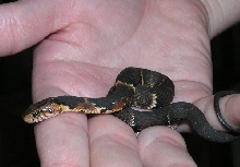 young broad-banded water snake