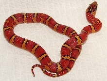 Aberrant 2010 Female Thayeri