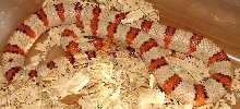 Minesinger Male