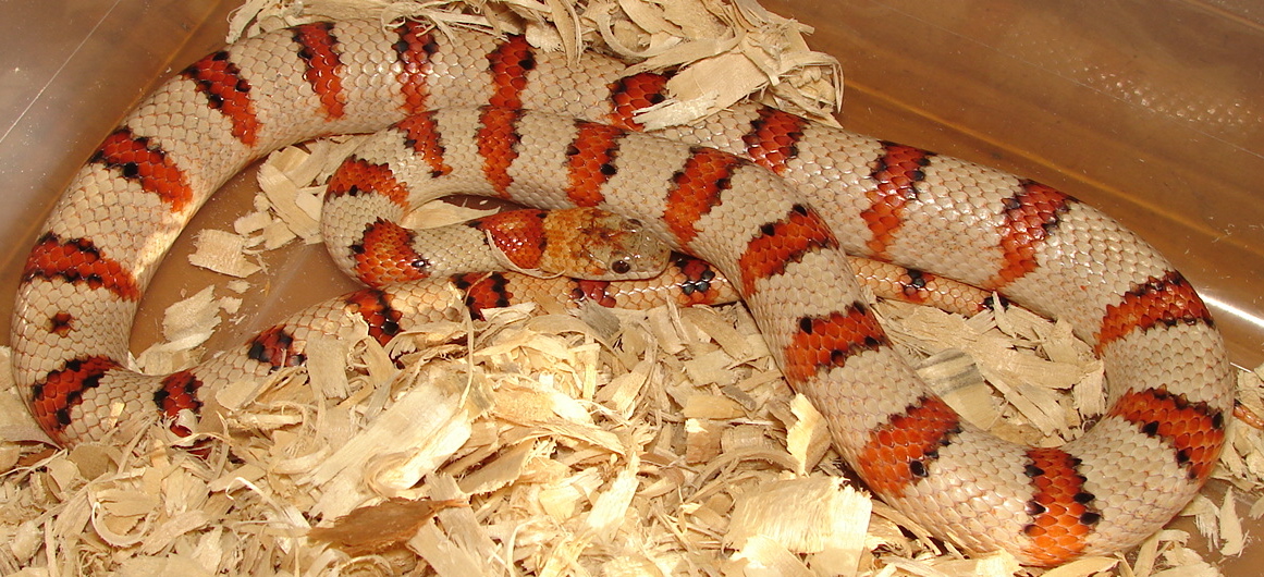 Minesinger Male