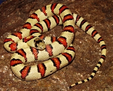 '07 Hansen male on rock