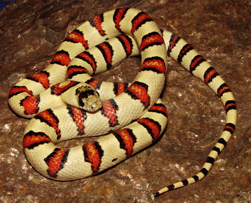 '07 Hansen male on rock