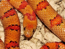 VR Orange Male