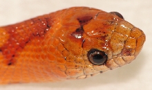 2010 Female Thayeri 1 Head Shot