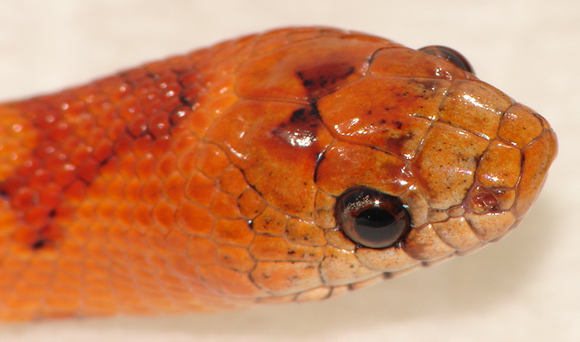 2010 Female Thayeri 1 Head Shot