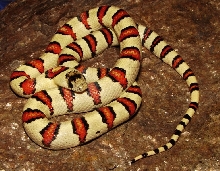 '07 Yellow Thayeri Male