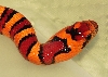 07 Female from R. Bates
