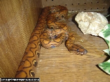 this is my brb