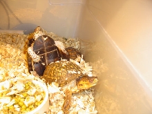 breeding time