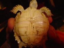 can some sex this little one