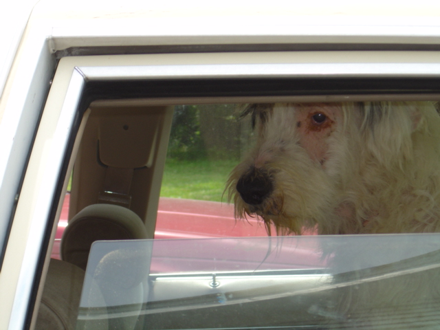 R.I.P. We will miss you Skippy