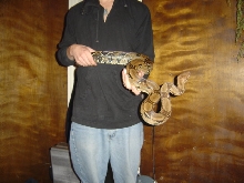 boa