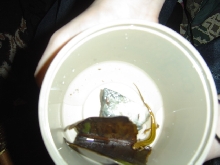 what type of salamander is this