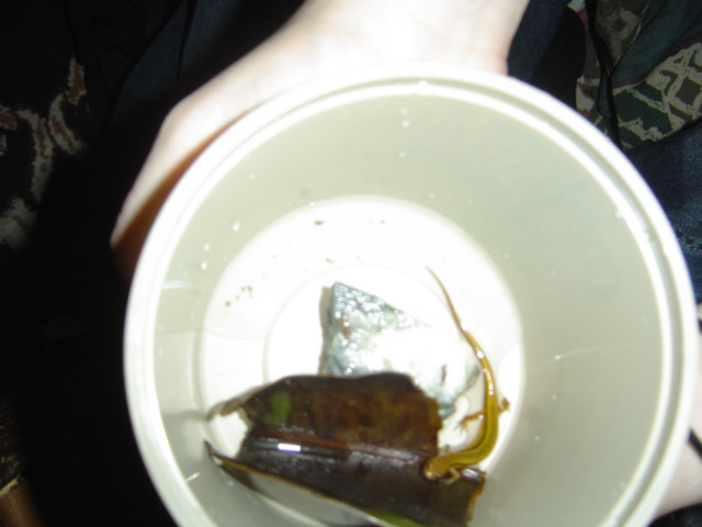 what type of salamander is this