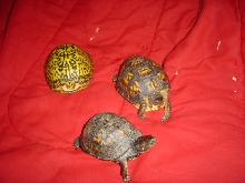 my turtles