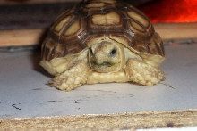 baby salecata