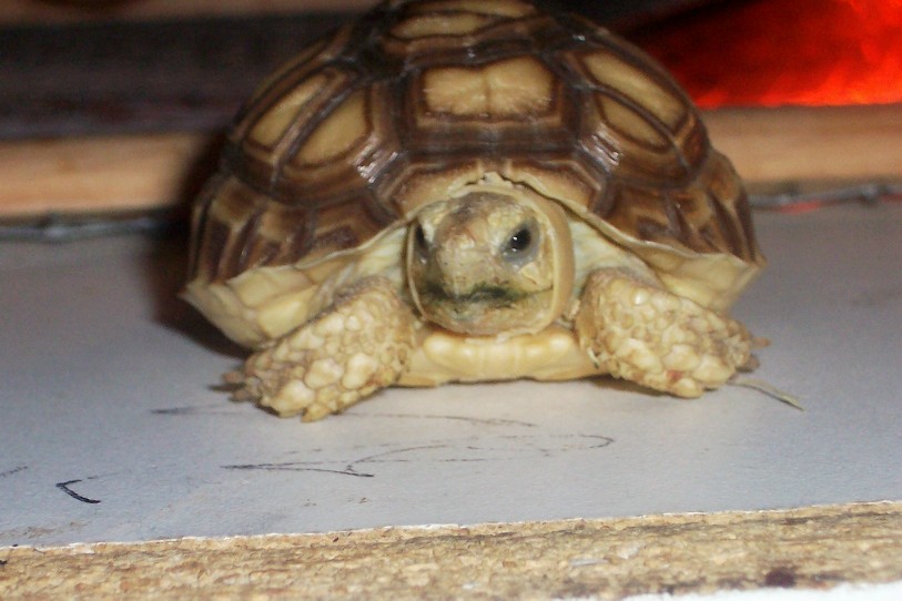baby salecata