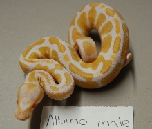 Albino male