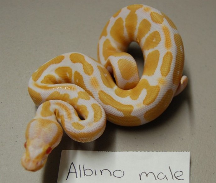 Albino male
