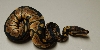 Het albino female