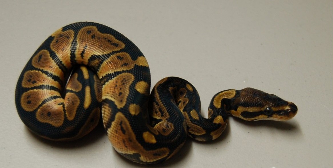 Het albino female