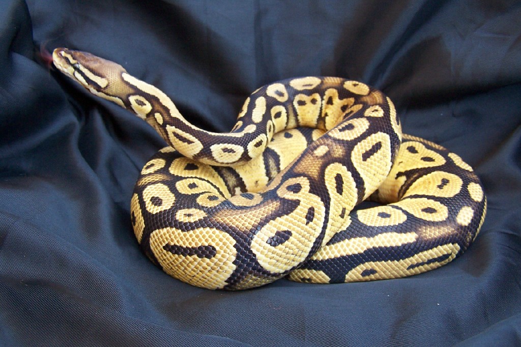 Akeela