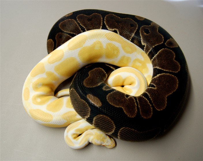 Elbert-AF