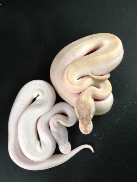 Champagne Ivory with Ivory