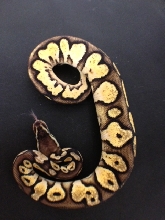 Pastel Calico
