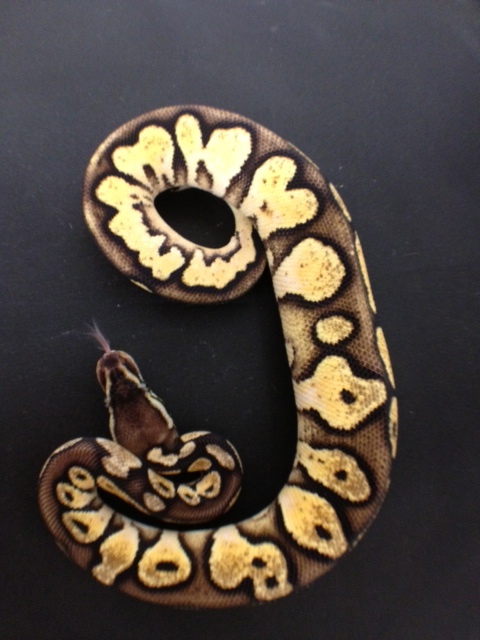 Pastel Calico