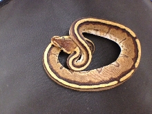 G-Stripe