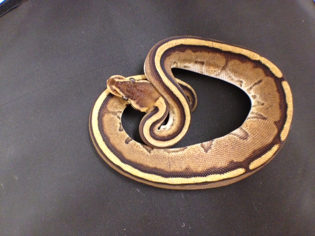G-Stripe